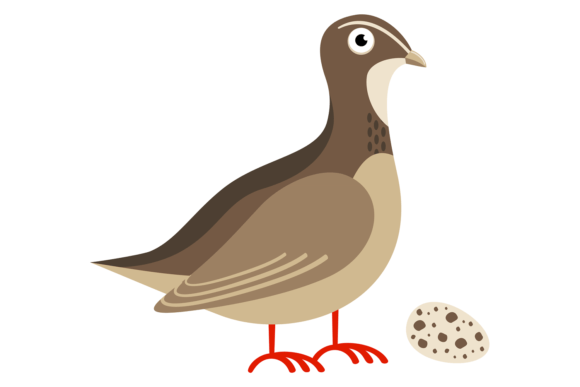 Download Quail Bird with Egg. Cartoon Animal. Wil - Premium Resources